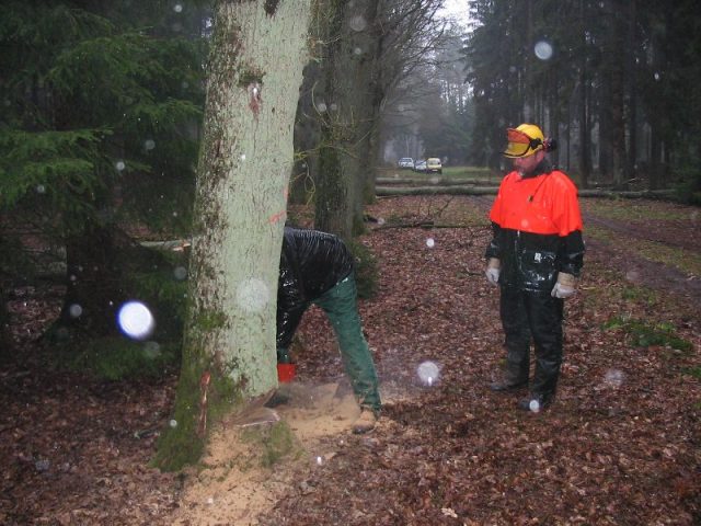 Kettensägenausbildung 2006 Kettensägenausbildung 2006